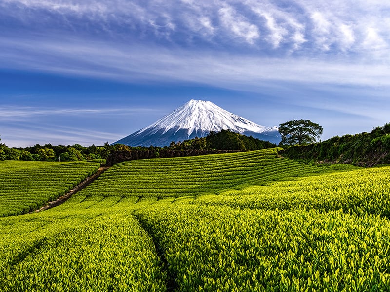 日本 静岡県 （しずおか）